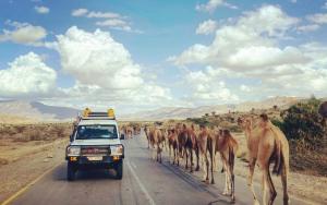 MSF car passing camels in Ethiopia Tigray region