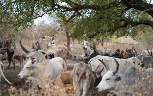 Cattle Keepers in South Sudan: MSF health promotion team visits cattle keepers communities in Labarab, Greater Pibor Administrative Area to conduct health awareness sessions.
