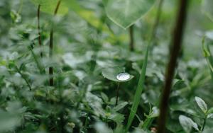 MSF, Doctors Without Borders, Rohingya refugees