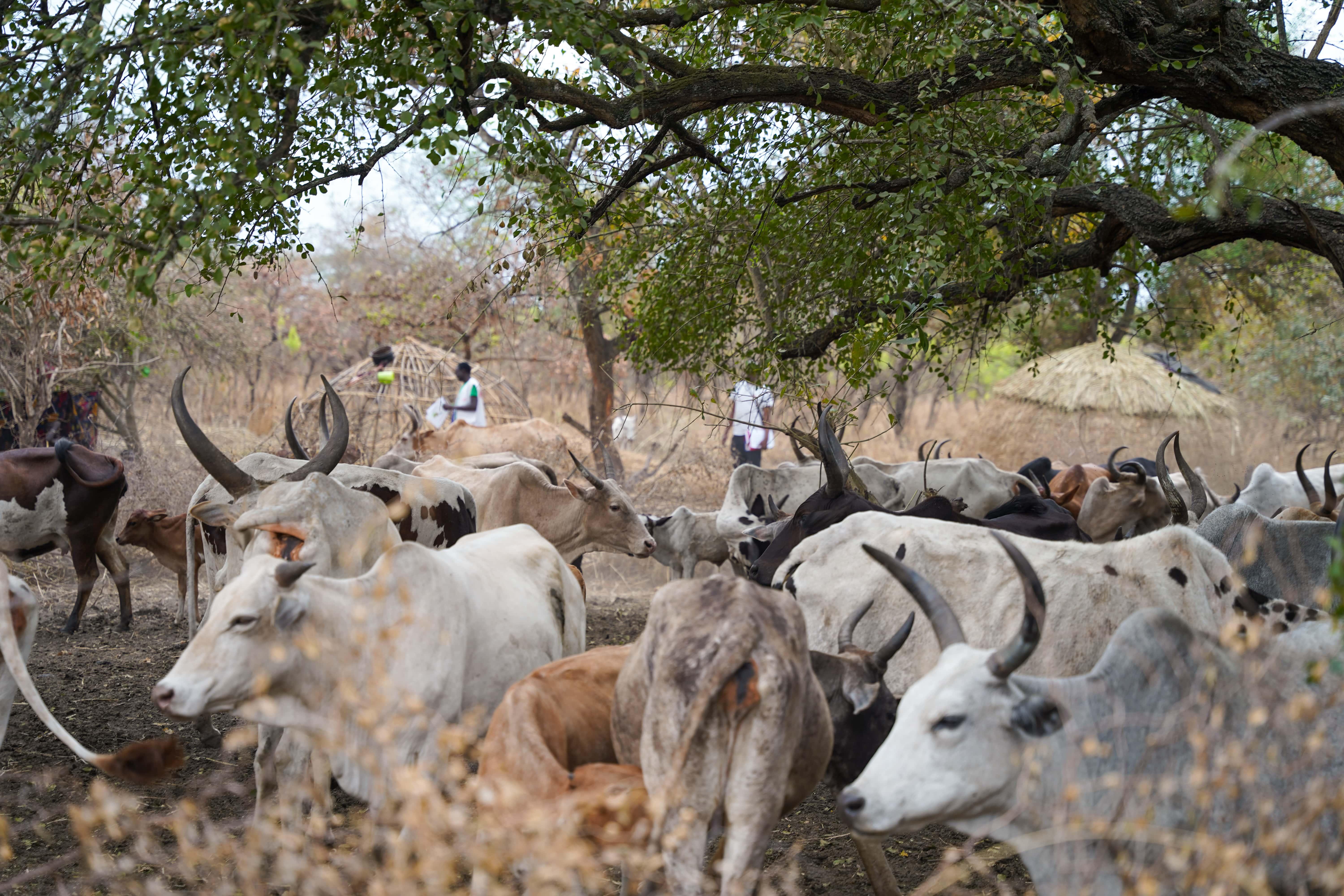 Cattle Keepers in South Sudan: MSF health promotion team visits cattle keepers communities in Labarab, Greater Pibor Administrative Area to conduct health awareness sessions.