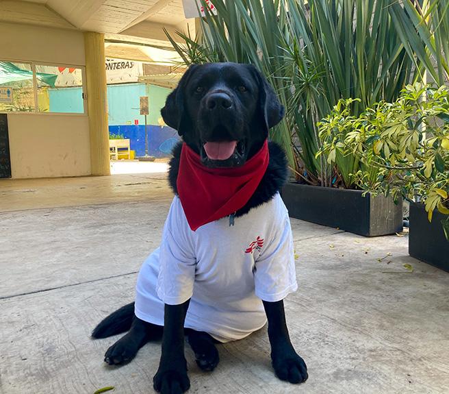 Onnie, the MSF labrador retriever