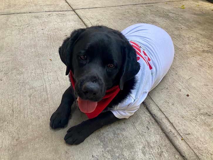 Onnie, the MSF labrador retriever